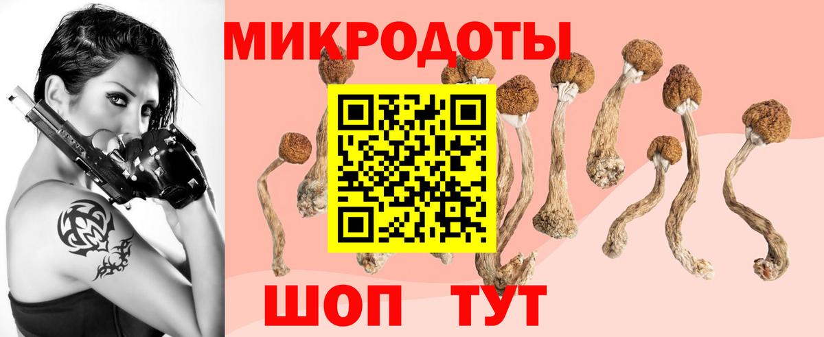 Галлюциногенные грибы Psilocybe Малоярославец